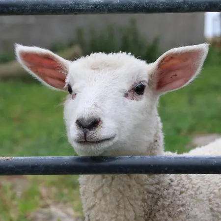 Folger * Hedwigenkoog